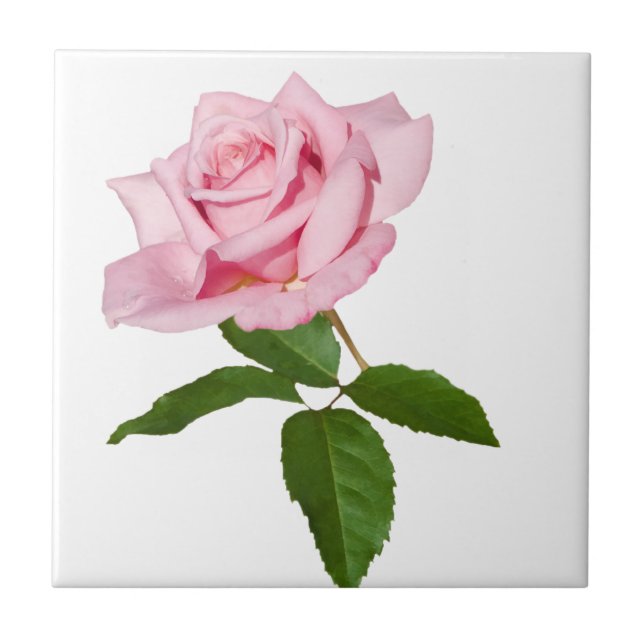 Pink Rose Flower with Dew Drops Customisable Tile (Front)