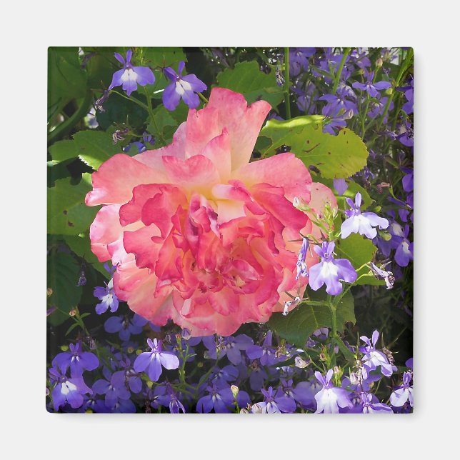 Pink rose flowers among blue lobebelia flowers magnet (Front)