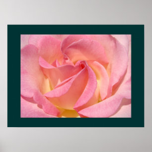 Pink Rose Flowers Fine Art Prints Floral Garden