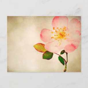 Pink Rose Flowers - Flower Roses on Watercolor Postcard