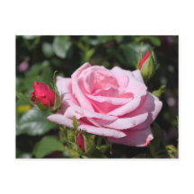 pink rose flowers happy birthday. love, girlfriend