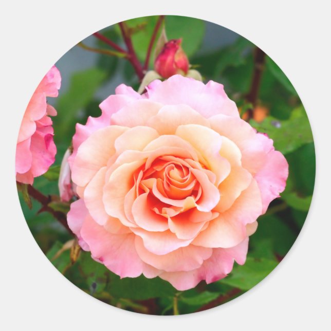 Pink rose flowers in a garden postcard classic round sticker (Front)