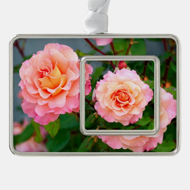 Pink rose flowers in a garden postcard poster silver plated framed ornament (Front)