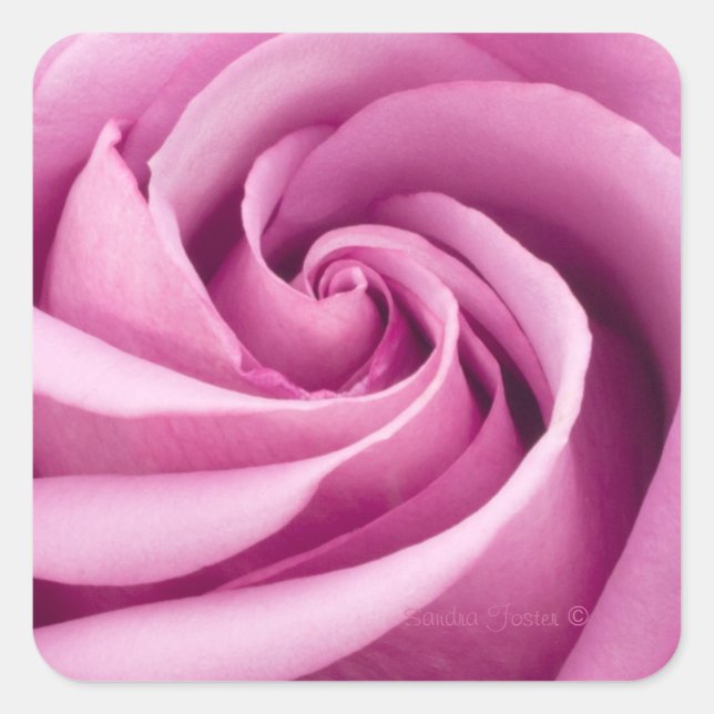 Pink Rose Folded To Perfection Stickers (Front)