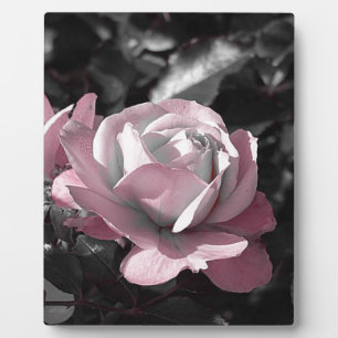 Pink Rose Garden Plaque