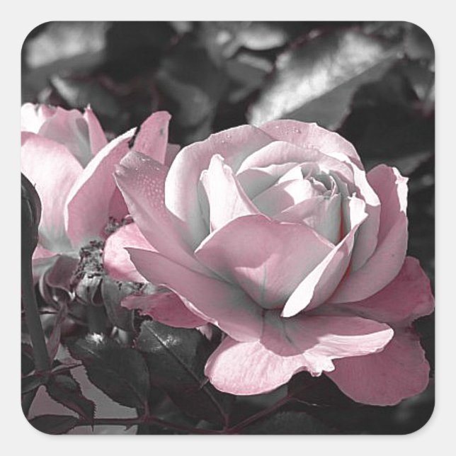 Pink Rose Garden Square Sticker (Front)