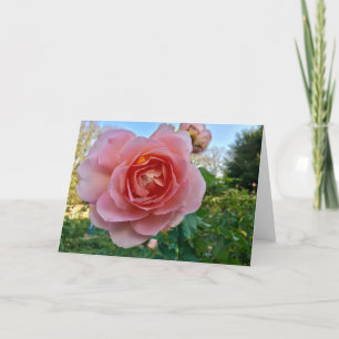 Pink Rose Greeting Card
