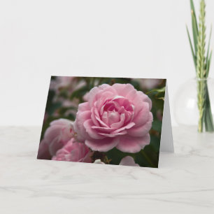 Pink Rose Greeting Card