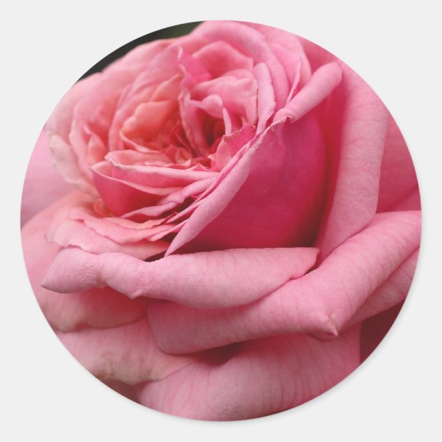 Pink Rose I Pretty Floral Photography Classic Round Sticker (Front)