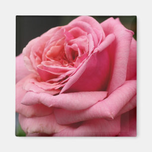 Pink Rose I Pretty Floral Photography Magnet