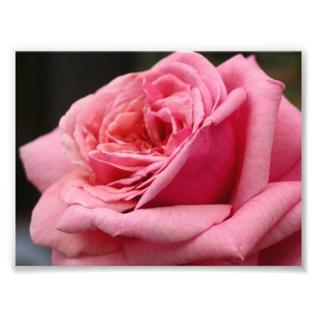 Pink Rose I Pretty Floral Photography Photo Print (Front)