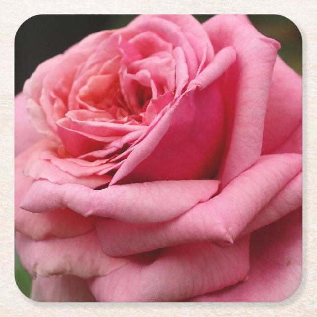 Pink Rose I Pretty Floral Photography Square Paper Coaster (Front)