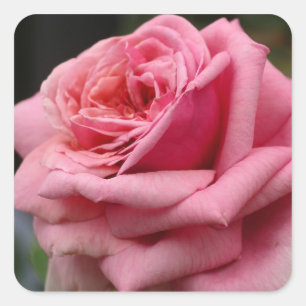 Pink Rose I Pretty Floral Photography Square Sticker