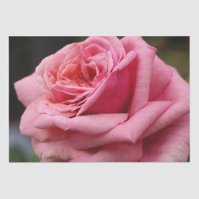 Pink Rose I Pretty Floral Photography Tissue Paper (Front)