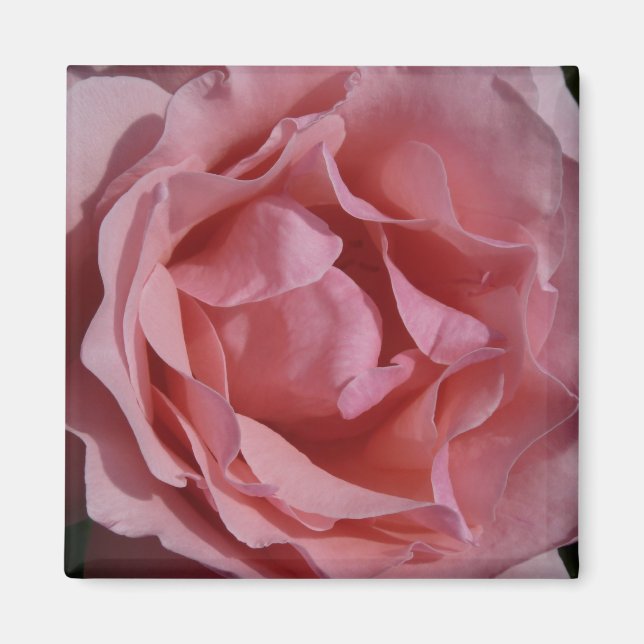 Pink Rose II Pretty Floral Magnet (Front)