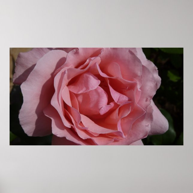Pink Rose II Pretty Floral Poster (Front)