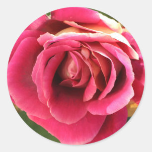 Pink rose in a garden classic round sticker