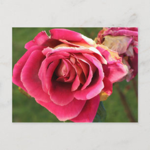 Pink rose in a garden postcard