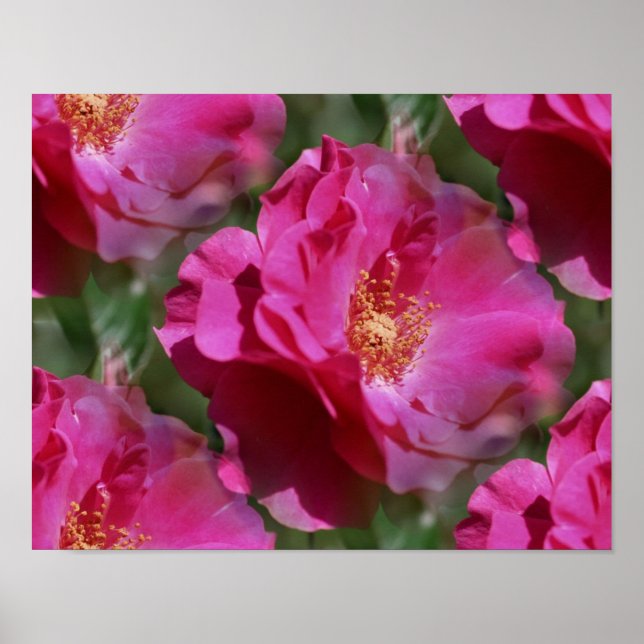 Pink Rose In Bloom Floral Poster (Front)