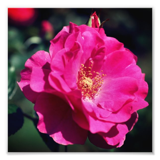 Pink Rose In Full Bloom Close Up 8x8 Photo Print (Front)