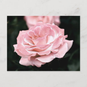 Pink Rose in Full Bloom Postcard