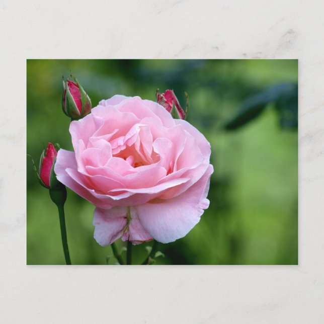 Pink rose in full bloom with buds postcard (Front)