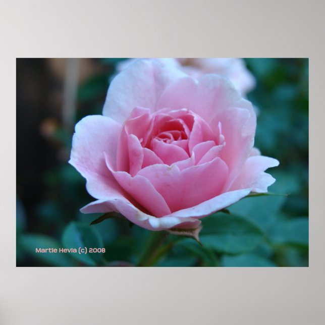 Pink Rose in Green Poster (Front)