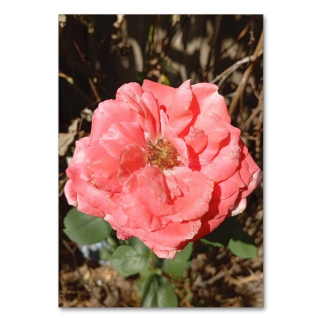 Pink rose in the garden close up table number (Front)