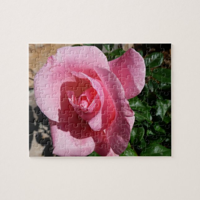 Pink Rose Jigsaw Puzzle (Horizontal)