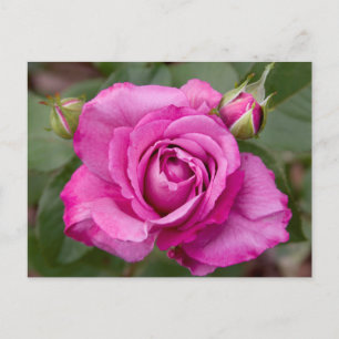 Pink Rose jjhelene Postcard Design