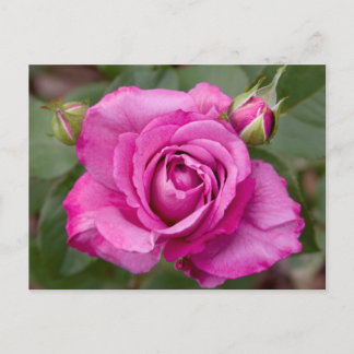 Pink Rose jjhelene Postcard Design