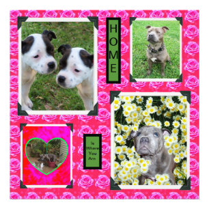 Pink Rose Kisses With Staffordshire Bull Terriers, Photo Print