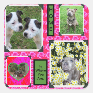 Pink Rose Kisses With Staffordshire Bull Terriers, Square Sticker