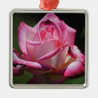 Pink Rose Kordes Perfecta Ornament