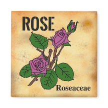 Pink Rose line art aged paper style