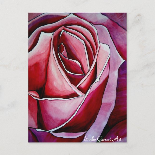 Pink Rose macro flower Postcard (Front)