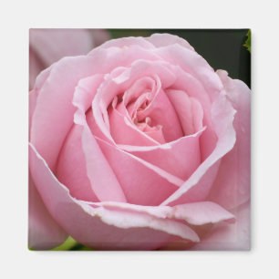 Pink Rose Magnet