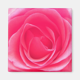 Pink Rose Magnet
