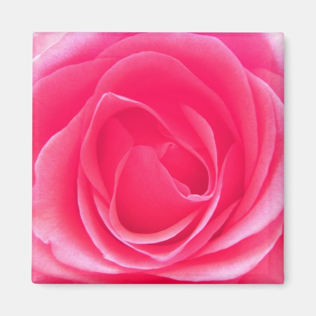 Pink Rose Magnet (Front)