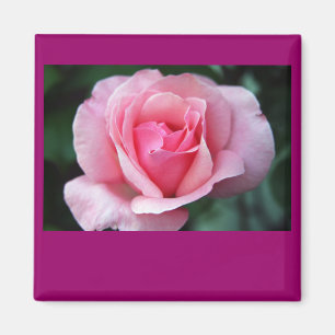 Pink Rose Magnet