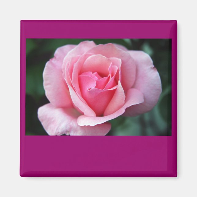 Pink Rose Magnet (Front)