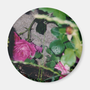 Pink Rose Magnet