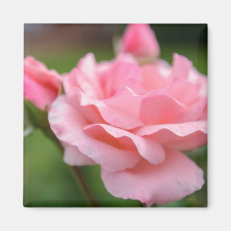 Pink Rose Magnet
