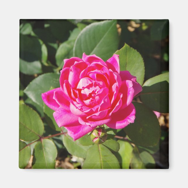 Pink Rose magnet (Front)