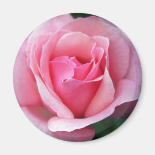 Pink Rose Magnet