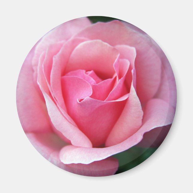 Pink Rose Magnet (Front)