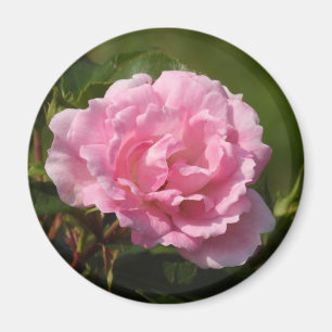 Pink Rose Magnet