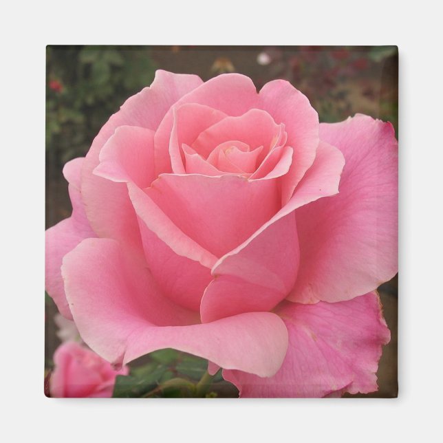 Pink Rose Magnet (Front)