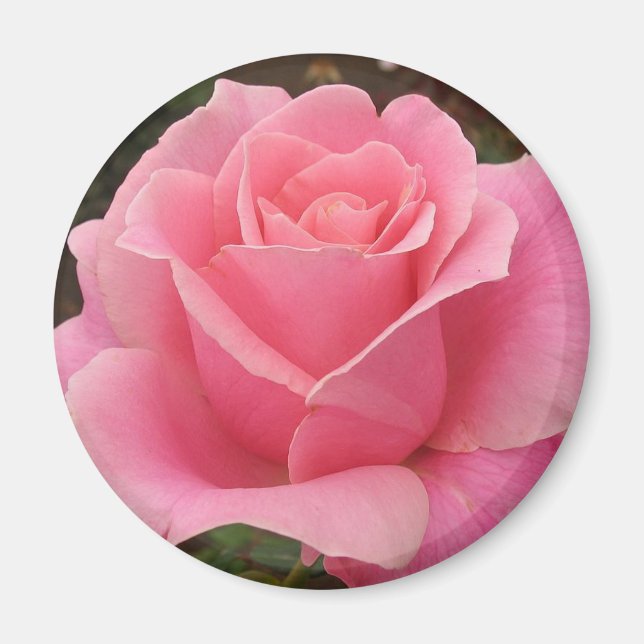 Pink Rose Magnet (Front)