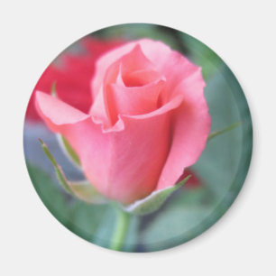 Pink Rose Magnet